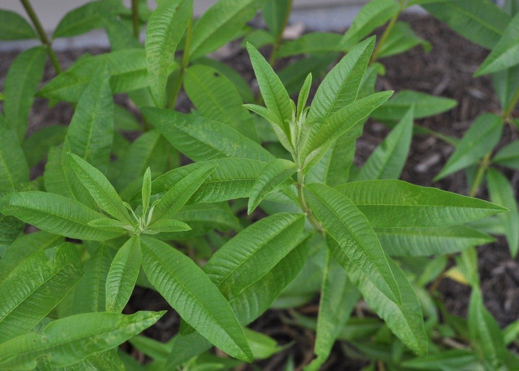 Herb of the Month – July: Lemon Verbena