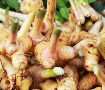 Herb of the Month – August: Galangal