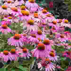 Focus on Herbs: Zone 7: Echinacea